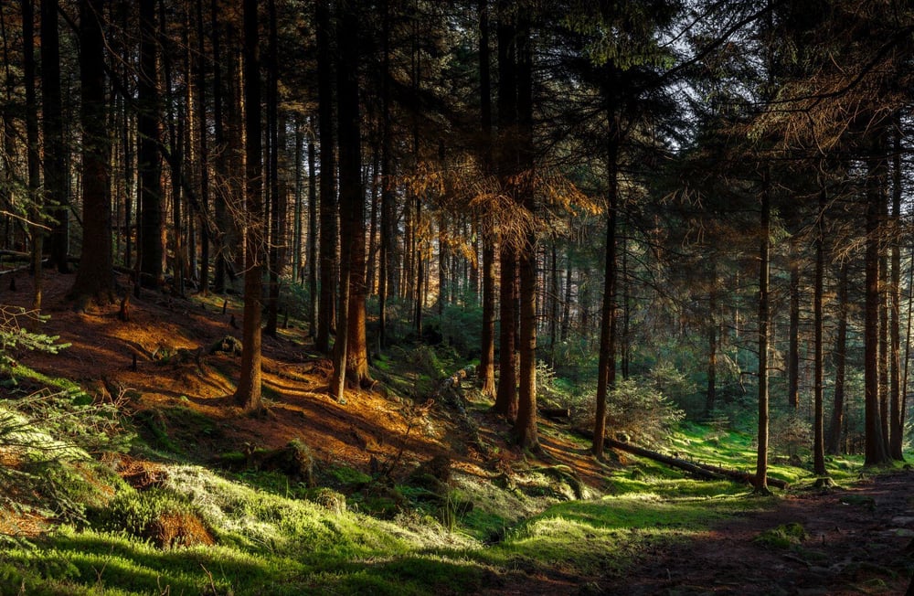 Uk forest