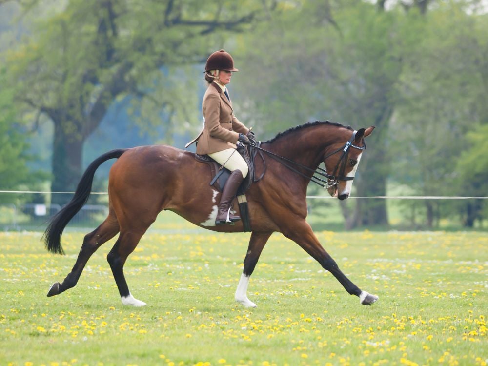 horse riding north london