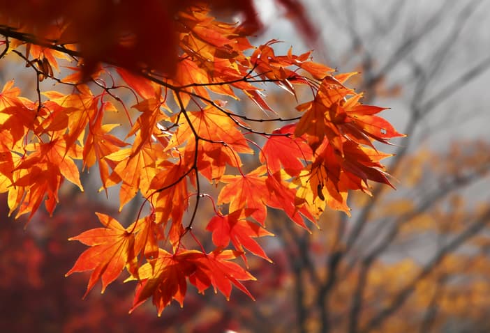 shutterstock_692430856.jpg