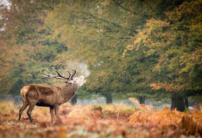 shutterstock_574834774.jpg Deer Close Up Richmond Park London Autumn Best Days Out in UK