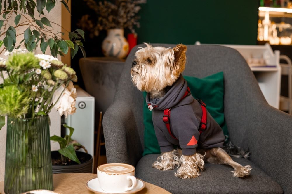 dog cafes abu dhabi
