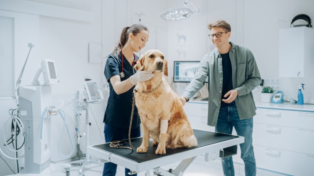Best Vets in Downtown Dubai: Top Clinics for Pet Care in 2025