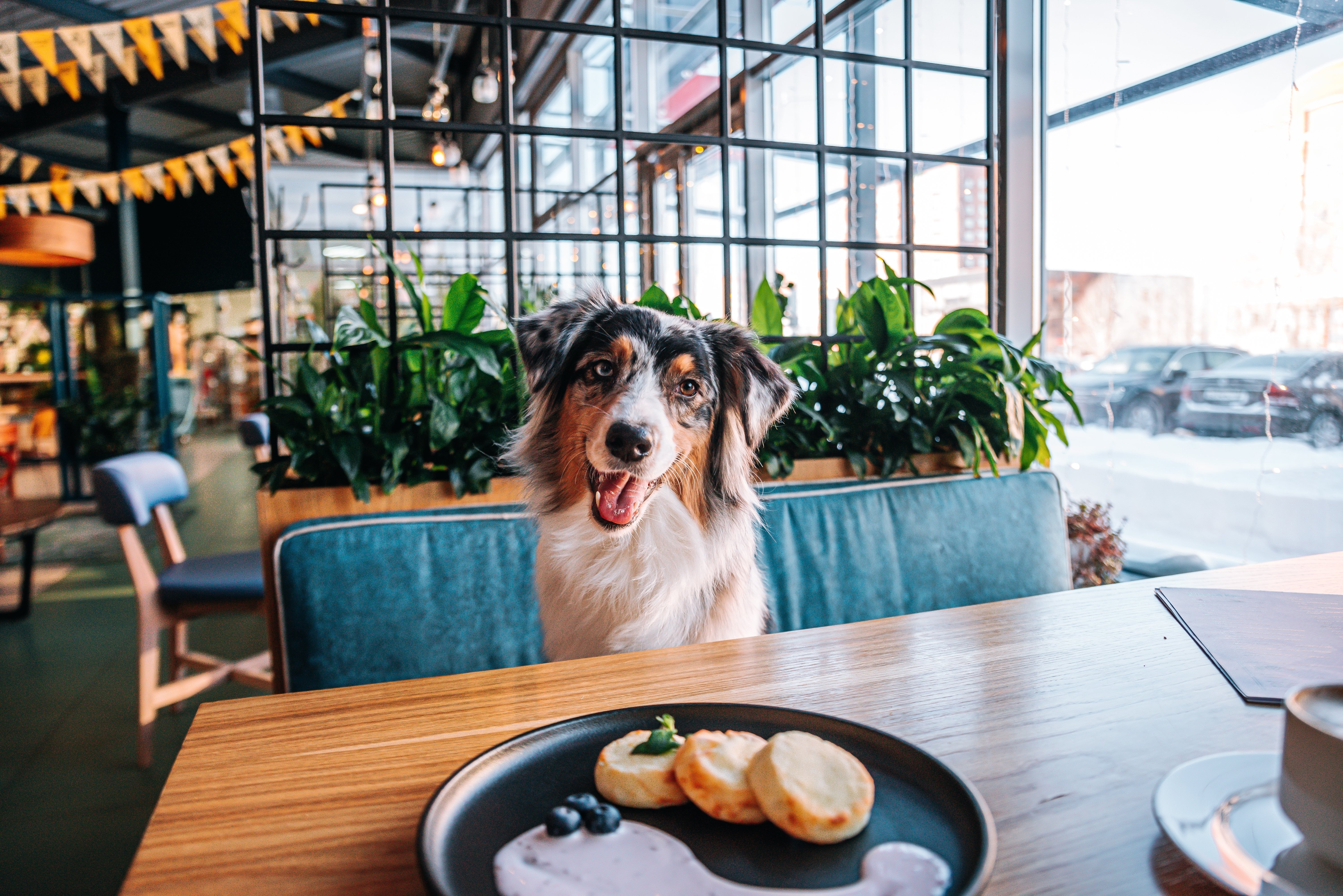 The Best Dog-Friendly Restaurants in Mayfair